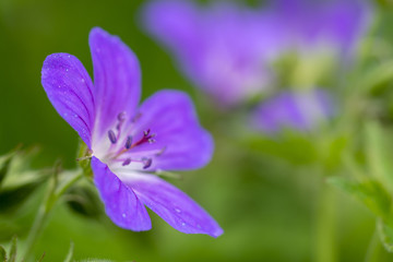 Waldstorchenschnabel - Geranium sylvaticum