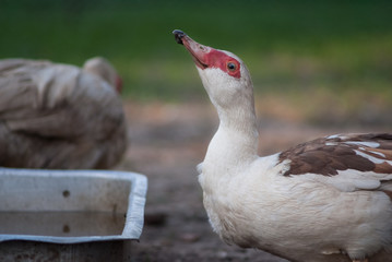 duck in a row. white duck on the wild grass