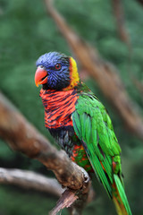 Coconut lorikeet (Trichoglossus haematodus haematodus), a rare parrot species of Australia