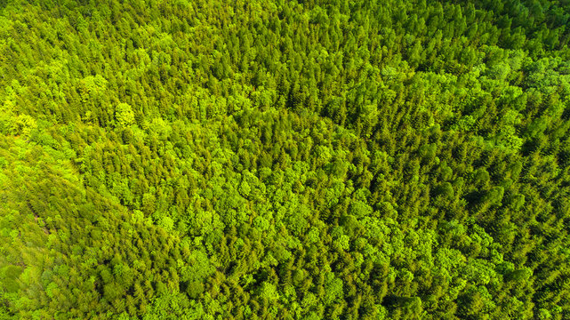 Aerial view close-up of a forest with green trees