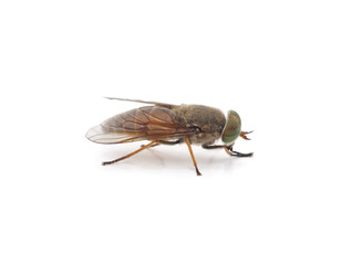 Fototapeta na wymiar Large brown gadfly.