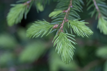 Tannenschösslig, Tannenspitzen, Rottannen-Knospen