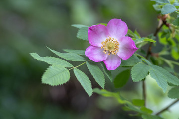 Hunds-Rose - Rosa canina
