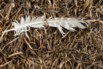 lone gull feather on seaweed