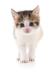 Obraz premium One little kitten.