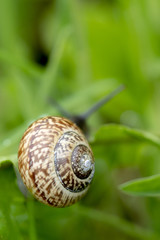 Kleine, schwarze Häuschenschnecke