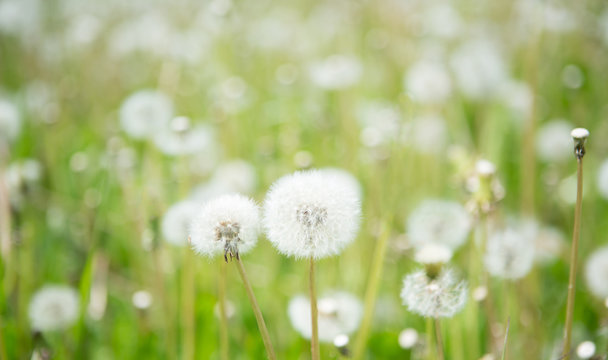 Blurred Nature Spring Background with white fluffy dandelion flowers