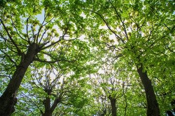 Sunlight Through Green Tree Crown. Top view with tree branch and blue sky