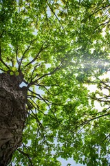 Sunlight Through Green Tree Crown. Top view with tree branch and blue sky