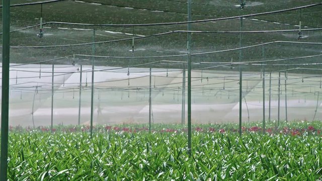 Slow motion - water sprinkers watering Amaryllis plants inside a greenhouse