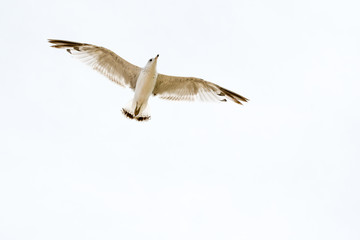Seagull close up flying against a white sky