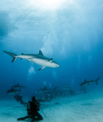 Obraz premium Caribbean reef shark