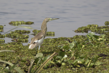 Common squacco heron standing in shallow water on the shore of Lake Albert