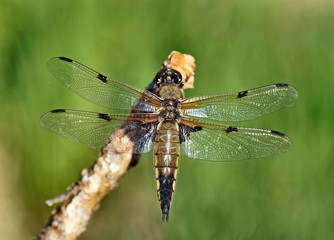 Der Vierfleck (Libellula quadrimaculata) zählt zu den Großlibellen