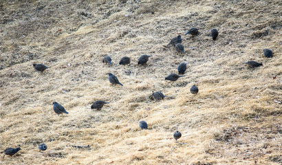 quail grazing in field