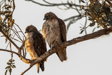Red Tail hawks