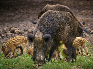 Wild hogs in the forest