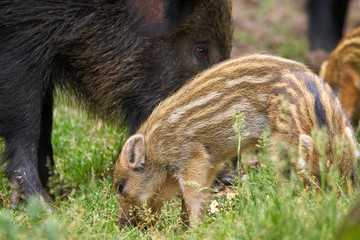 Wild hogs in the forest