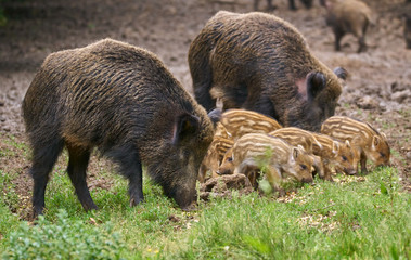 Wild hogs in the forest