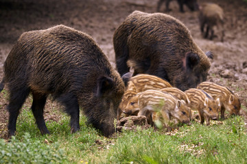Wild hogs in the forest