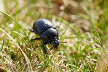 Macro of a beetle