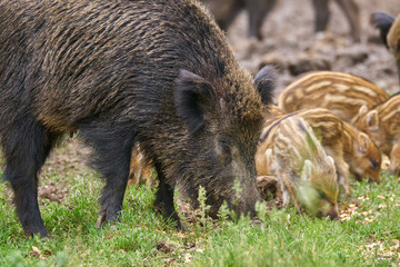Wild hogs in the forest