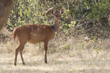 female Bushbuck antelope standing in a small glade among the bushes