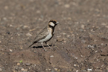 Fischers sparrow-Lark that sits on the rocky slope of a small mountain among the African savanna