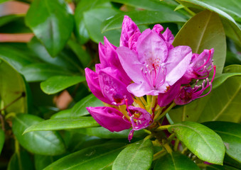 Rhododendron