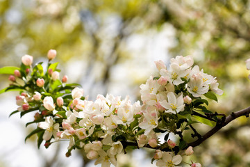 White Apple Blossoms