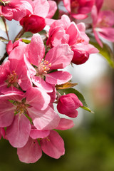 Obraz premium Close Up of Pink Apple Blossoms in Spring