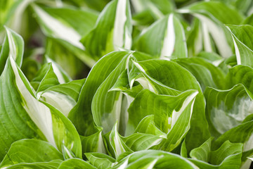 Green and White Striped Hasta leaves