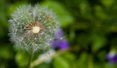 Dandilion gone to Seed