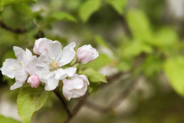 Fototapeta na wymiar White Apple Blossoms
