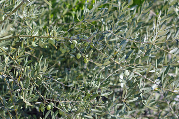 Green olives on a tree on a Italian island of Sicily