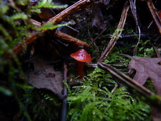 Small red fungi
