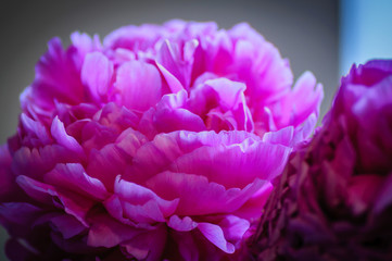 Blooming pink tree peony in blue light. Big pink peony .