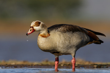 Egyptian Goose drinking in a pond in Zimanga Private Game Reserve in South Africa