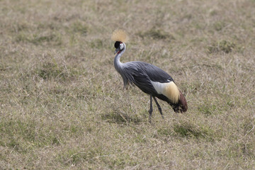 Obraz na płótnie Canvas grey crowned crane that stands among the dry grass in the savanna during the dry season