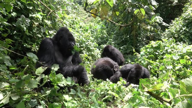 Moutain Gorilla, Family in the forest. Democratic Republic of Congo, Africa