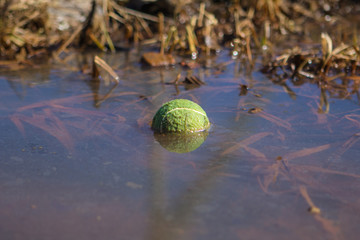 A close up view of a tennis ball with other trash and garbage