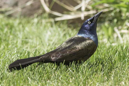 Profile of a Boat Tailed Grackle in the grass with it's head held high.