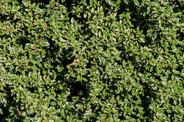 closeup shot of branches with green leaves