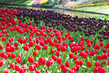 Blooming colorful tulips flowerbed in public flower garden. Popular tourist site. Lisse, Holland, Netherlands. Selective focus. Nature flowers background