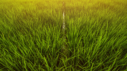 Rice Field Landscape, Paddy Field Landscape