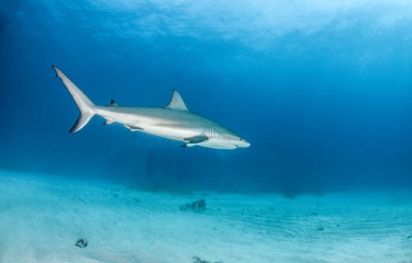 Naklejka na ściany i meble Caribbean reef shark