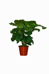 houseplant on a white background