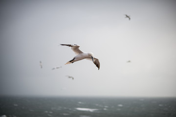 Basstölpel auf Helgoland