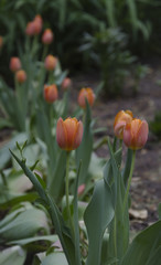 tulip flowers growing in the garden