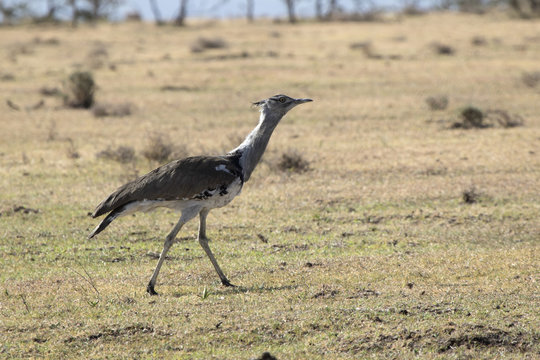Kori bustard that walks through the dry savannah on a hot day during the dry season